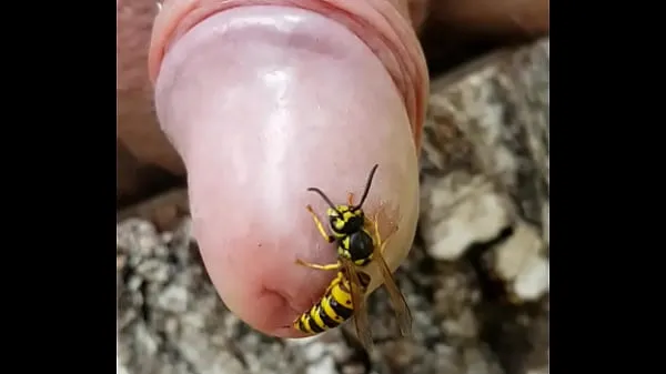 Hot The wasp bit into the dick and can't get free clips Videos